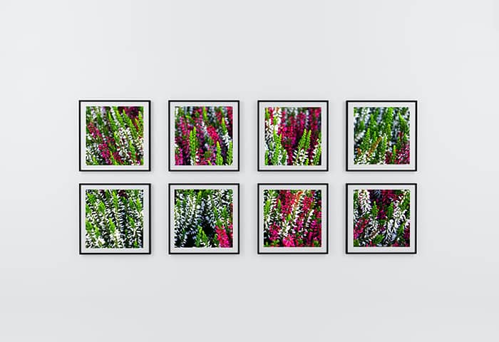 A gallery of eight flower photos hanging on a wall